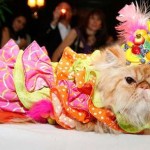 Pet Fashion Show   Fantasias luxuosas e engraçadas para o seu animal de estimação