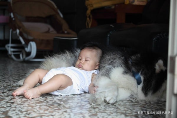 bebe-cachorro-rastejando-fofo-viral-malamute