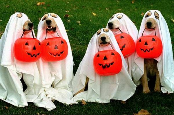 Halloween, faça você mesmo - Aposte nos Zumbis, eles estão bombando! Mais  dicas de fantasias horripilantes, sangue falso e machucados
