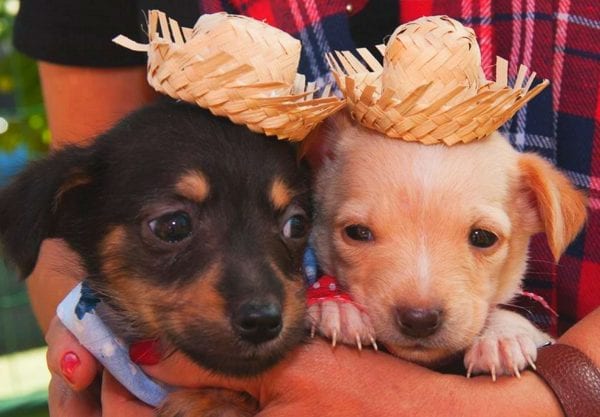 Dois filhotes de cachorro com chapéu de palha