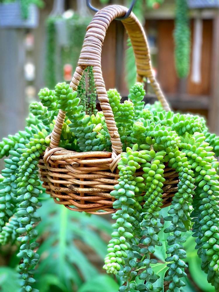 Suculenta pendente em vaso em formato de cesta de palha.