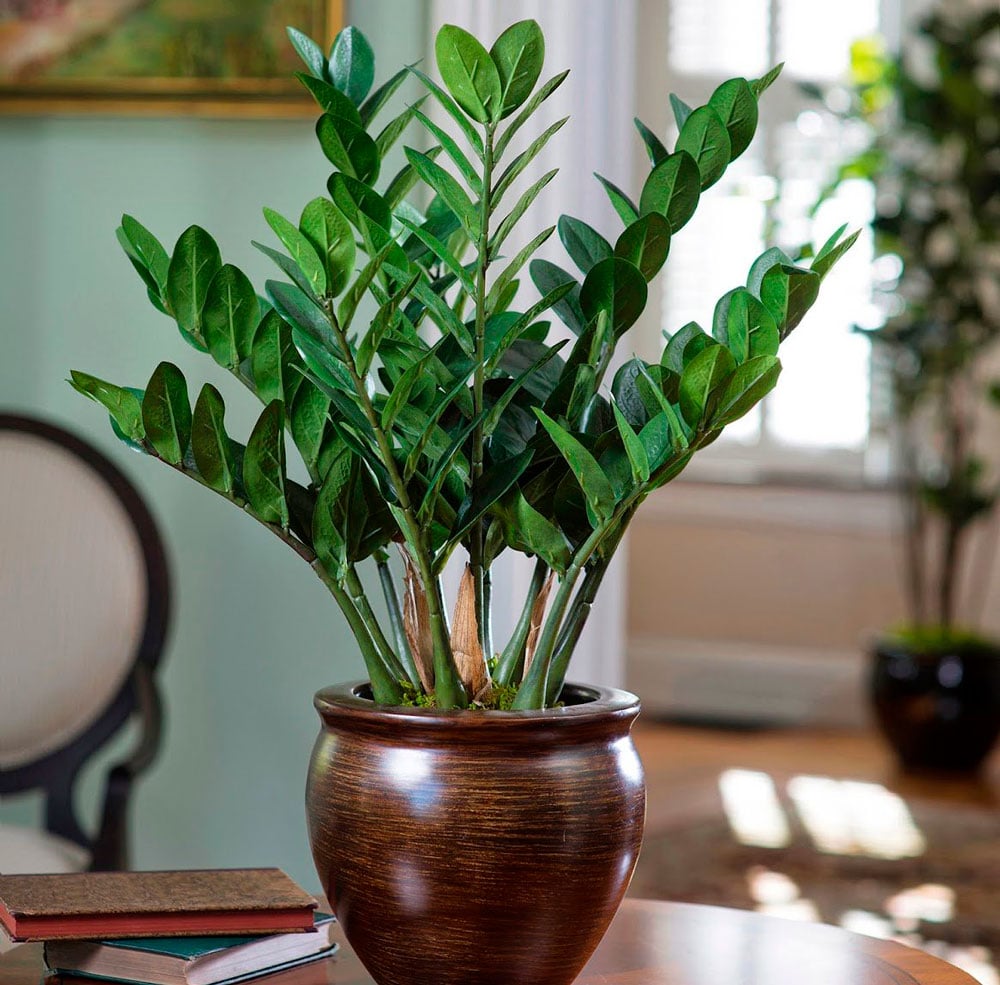 Planta Zamioculca em vaso sob mesa com livro em casa