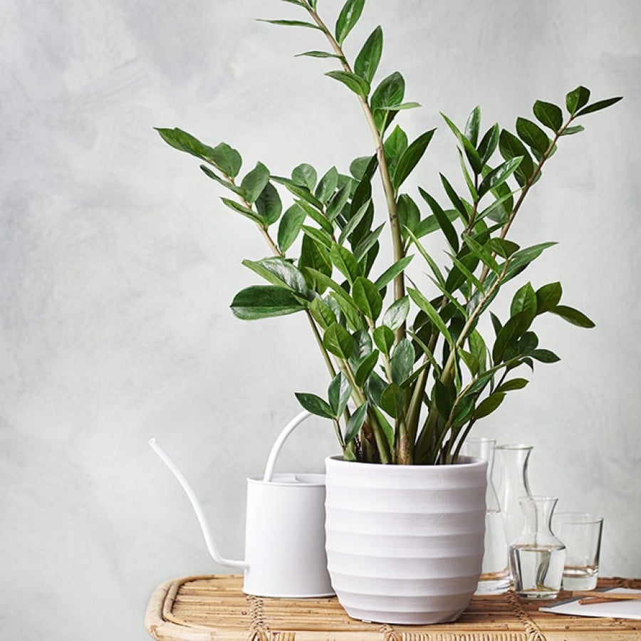 Planta zamioculca em vaso sob mesa com recipientes de vidro com água