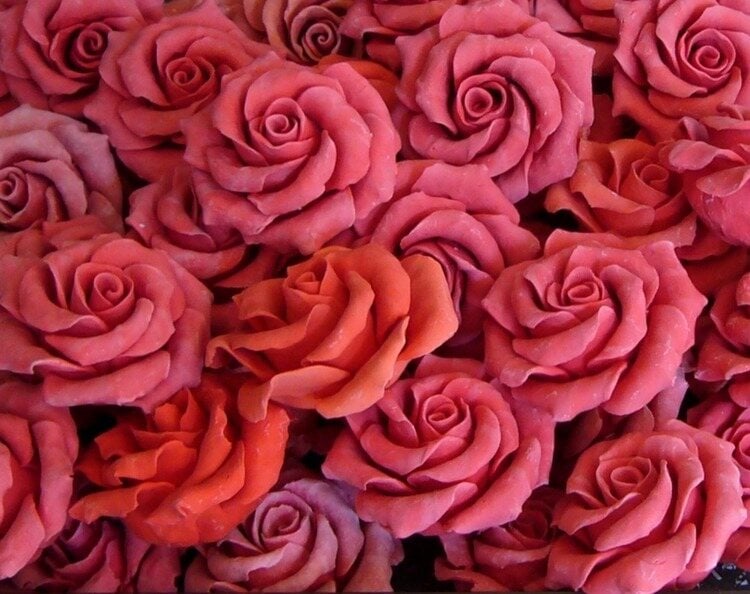 Rosas com tom cor de rosa e avermelhado