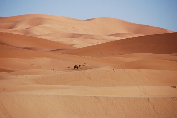 Deserto do Saara com um dromedários ao fundo
