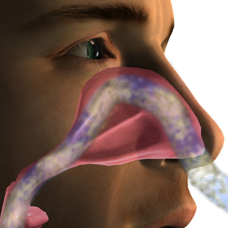ilustração de passagem de ar pelo nariz de um homem