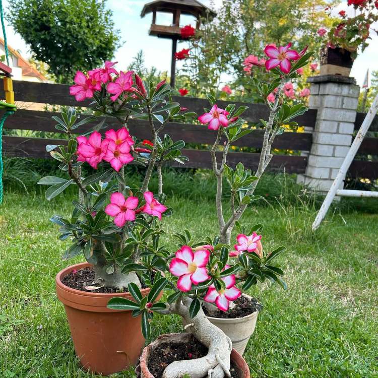 Jardim com vasos de rosa do deserto ao centro 