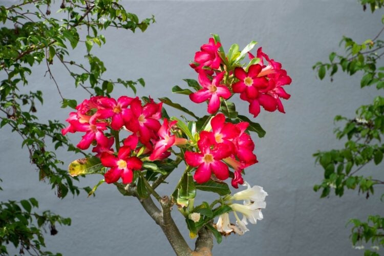 Foto de rosa do deserto ao centro, com outras plantas ao lado e parede cinza atrás