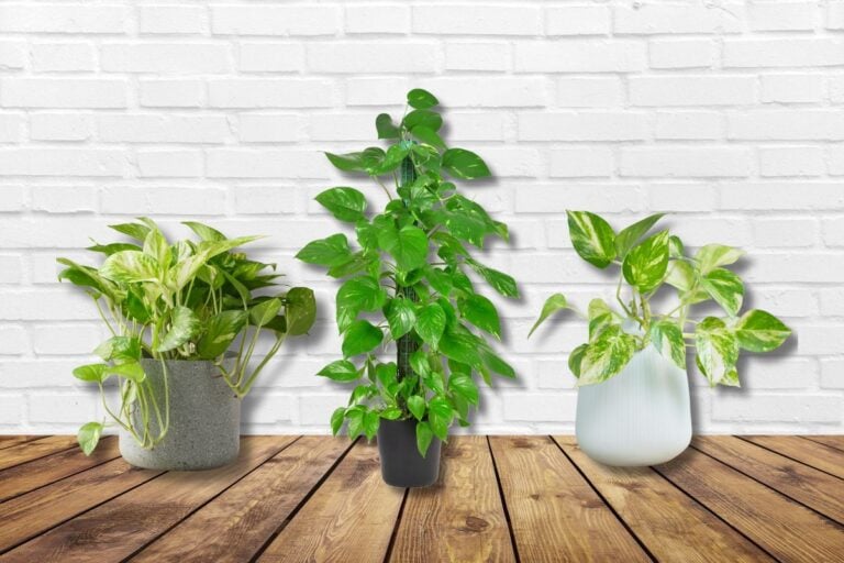 Planta jiboia: por que é bom ter em casa + dicas de cuidado e fotos de inspiração