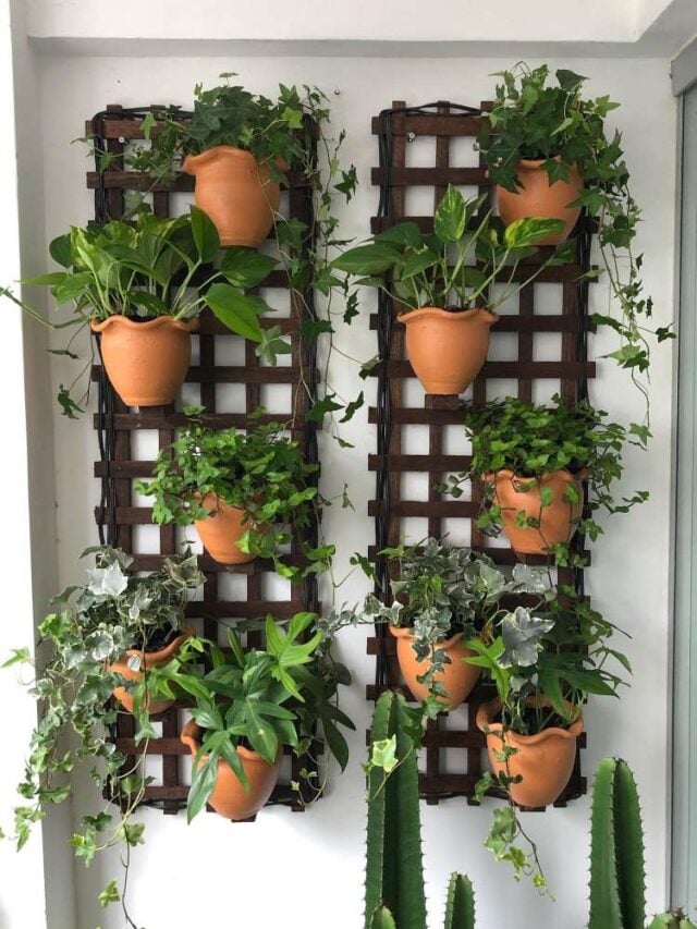 Planta Jiboia Por Que Bom Ter Em Casa Dicas De Cuidado E Fotos De