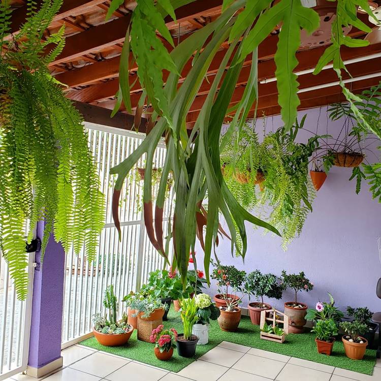Área de casa com gramado sintético e vasos com diversas flores. No teto de madeira, há plantas como samambaia.