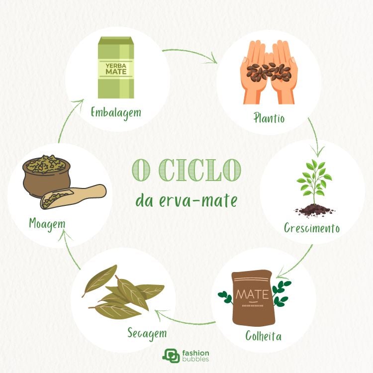 Ilustração do ciclo de vida da erva-mate: plantio, crescimento, colheita, secagem, moagem e embalagem.