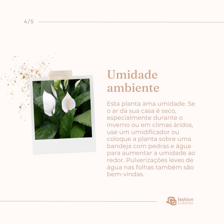 Montagem com foto de planta lírio-da-paz e falando sobre como cuidar: umidade ambiente