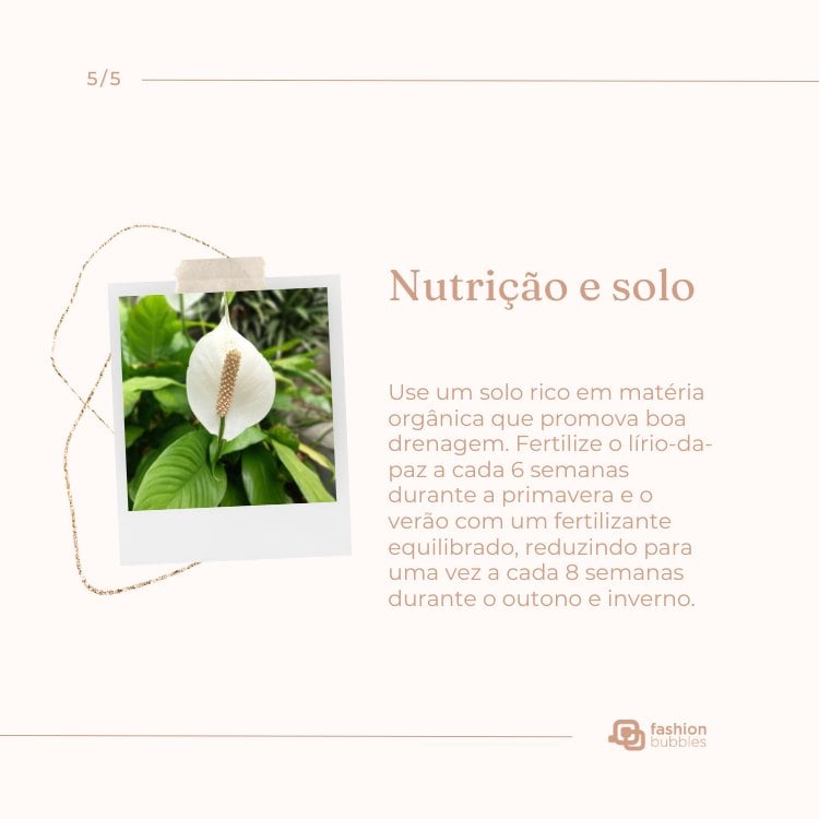 Montagem com foto de planta lírio-da-paz e falando sobre como cuidar: nutrição e solo