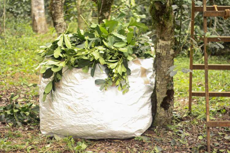 Colheita de erva-mate: saco com galhos e folhas da planta