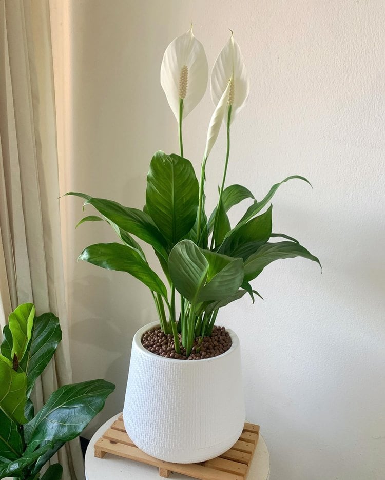 Planta lírio-da-paz em vaso branco sobre um banco em canto de casa
