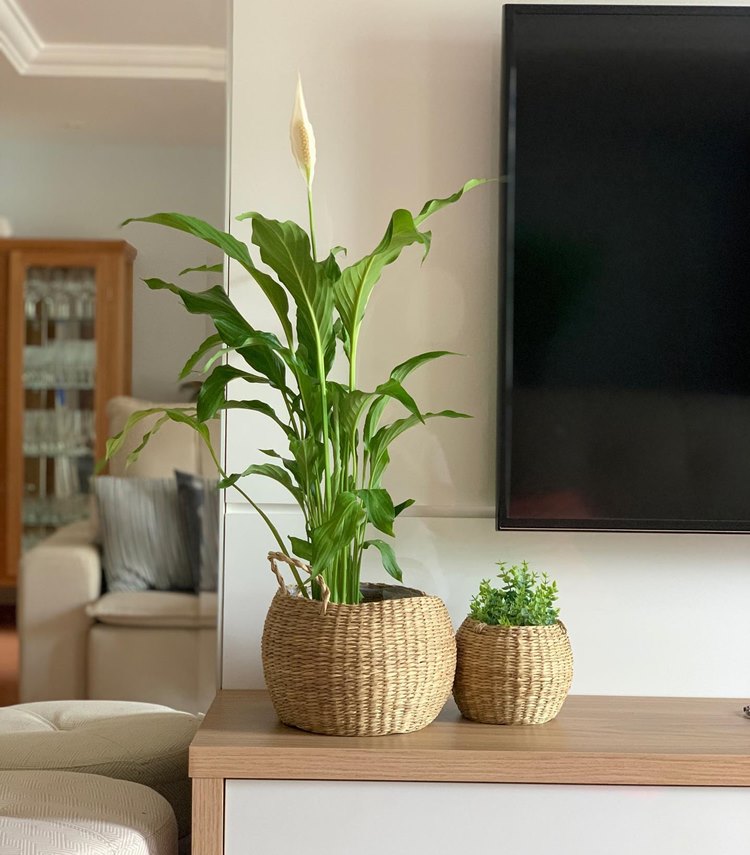 Lírio-da-paz em vaso de fibra natural e outra planta em outro vaso, ambos em cima de móvel com TV em sala de estar