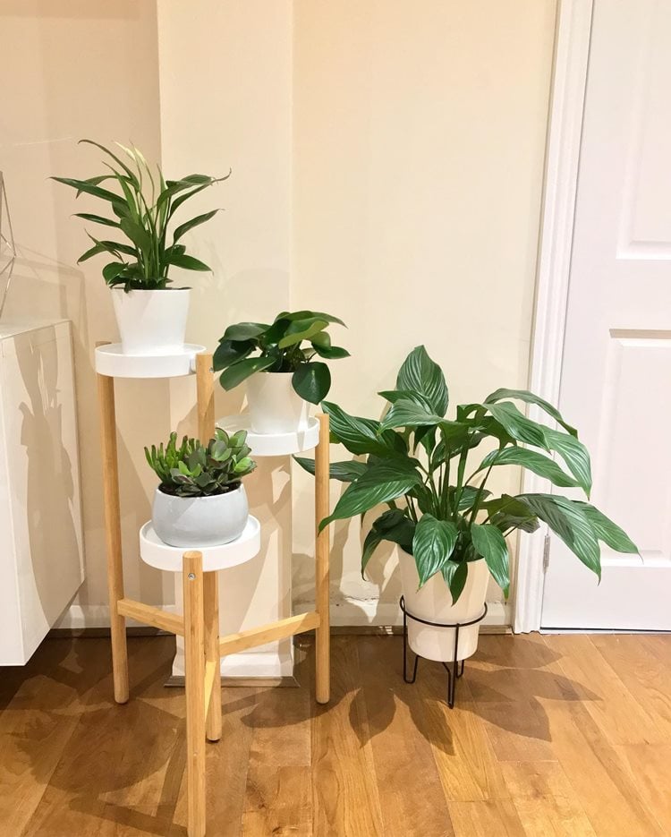 4 tipos de plantas em vasos branco dispostos em um suporte de planta em um canto de casa