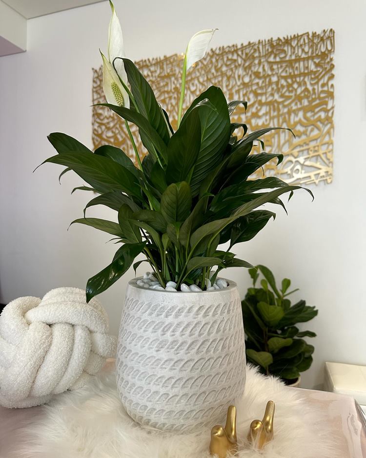 Lírio-da-paz florido em vaso branco  sob superfície de pelinho com decorações como almofada nó e dois passaros dourados