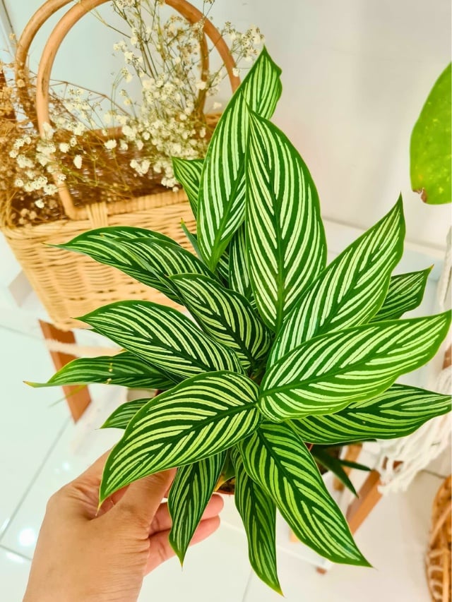 Calathea: como cuidar dessa planta?