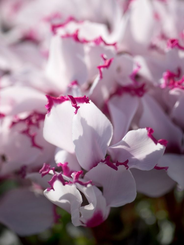 Foto de Cyclamen Absolut de Morel, flor branca com bordas rosadas, uma das novidades em flores apresentadas no Enflor & Garden Fair