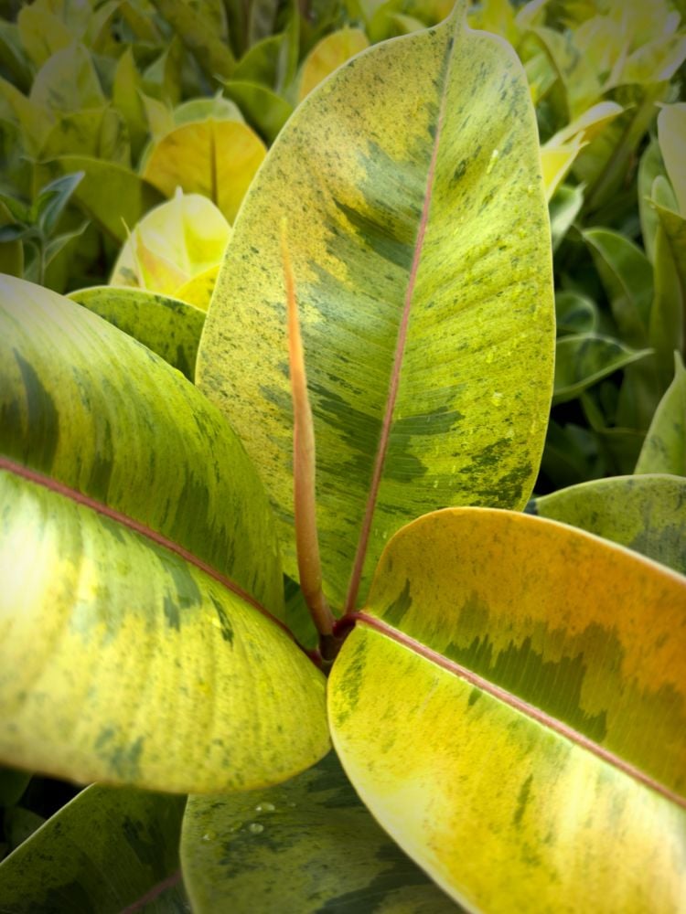 Folhas de de Ficus Shivereana vistas de perto