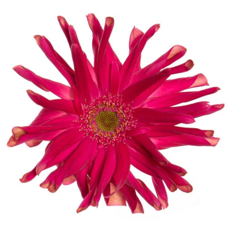 Foto de Gerbera Pastini Puglia, flor rosa que é uma das novidades em flores apresentadas no Enflor & Garden Fair