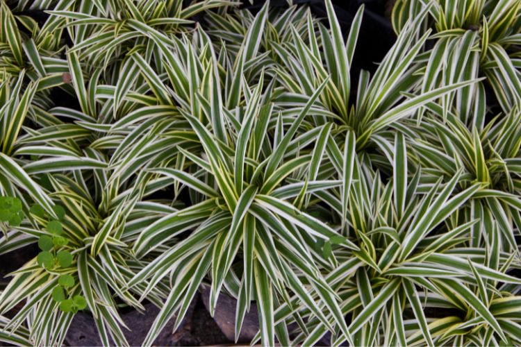 A imagem mostra várias plantas de clorofito. Suas folhas são longas, pontiagudas e apresentam um padrão variegado de verde claro e branco. As plantas estão agrupadas, criando uma textura densa e vibrante.