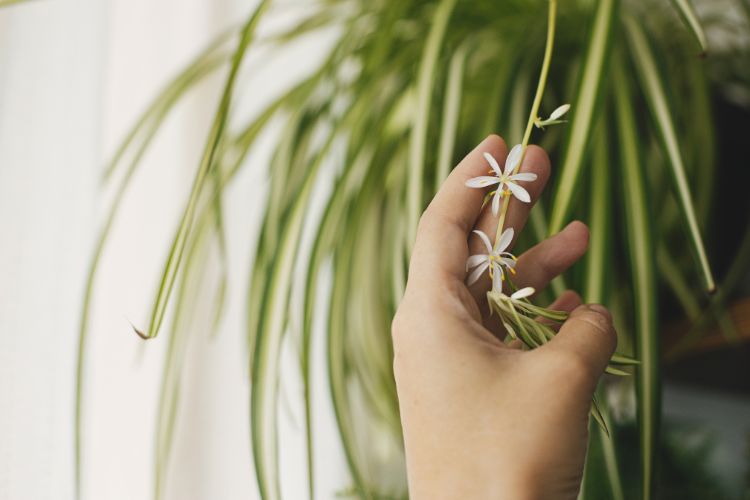 A foto mostra uma mão delicadamente segurando um ramo da planta clorofito. As folhas longas e finas pendem graciosamente, e pequenas flores brancas adornam o ramo. A cena transmite tranquilidade e beleza natural.