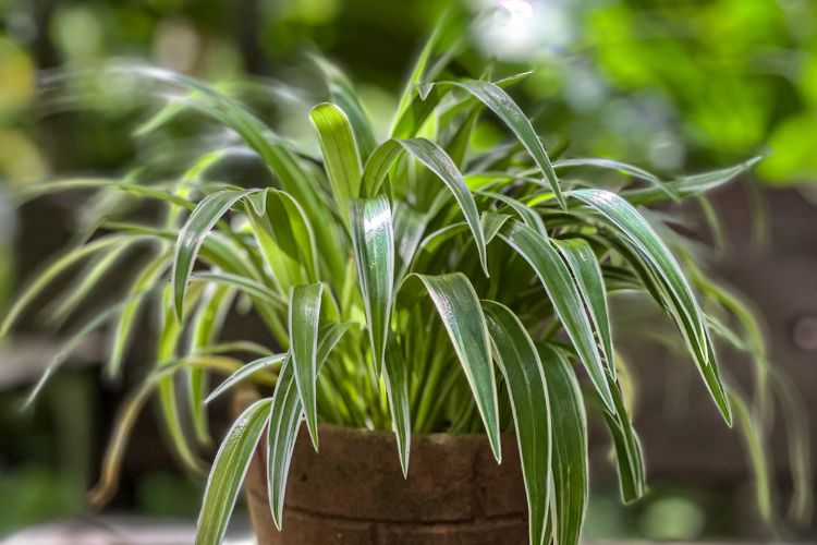 A foto mostra um clorofito, uma planta de interior com folhas longas e estreitas. Suas folhas verdes vibrantes têm bordas brancas e arqueiam graciosamente para fora de um vaso marrom.