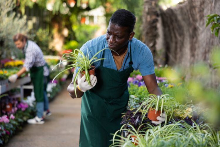 A foto mostra um indivíduo com avental verde e luvas, cuidando de plantas em um viveiro. Há várias espécies vegetais, incluindo clorofitos, com folhas longas e finas. O ambiente é iluminado, sugerindo ser ao ar livre ou em uma estufa ampla. Outra pessoa está ao fundo, desfocada.