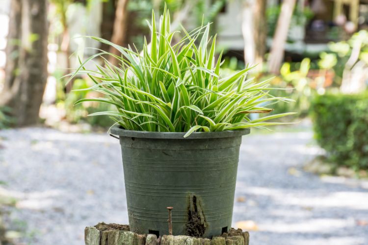 A imagem mostra um clorofito, uma planta com folhas longas e pontiagudas de cor verde-clara, crescendo em um vaso preto. O vaso está sobre um suporte de madeira em um ambiente externo com luz natural e vegetação ao fundo, sugerindo um jardim ou espaço ao ar livre.