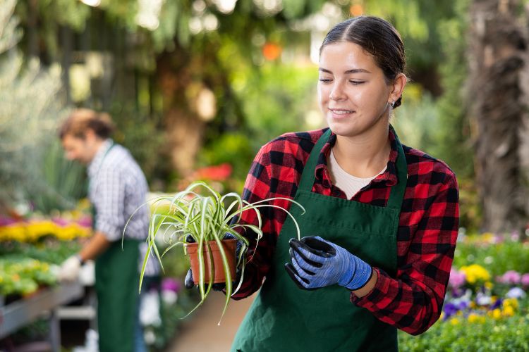 A foto mostra alguém usando luvas azuis e um avental verde, segurando uma planta de interior chamada clorofito. O ambiente sugere que a pessoa está em um viveiro ou jardim cuidando das plantas. Ao fundo, outra pessoa também trabalha com outras plantas. 