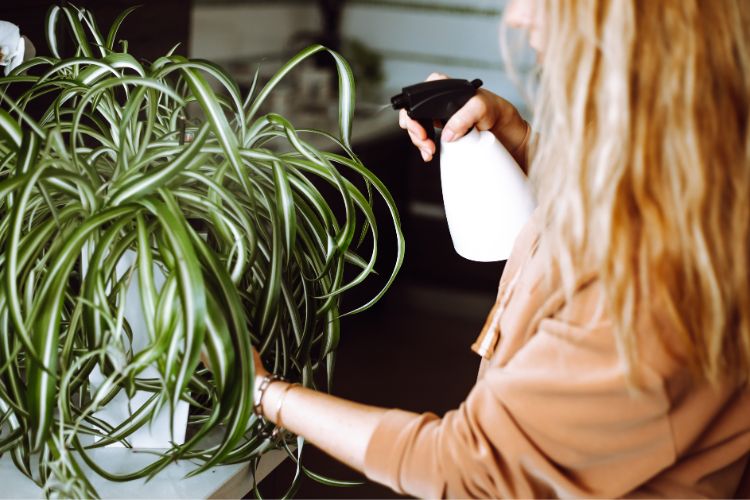 Uma pessoa está regando um clorofito, uma planta de interior com longas folhas verdes e finas. As folhas caem graciosamente sobre os lados do vaso. O ambiente é interno, e a pessoa usa um borrifador branco para umedecer as folhas, demonstrando cuidado com o bem-estar da planta.