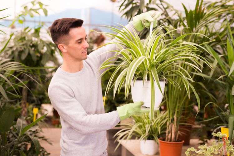 A imagem retrata uma pessoa em uma estufa, segurando um vaso com uma planta chamada clorofito. O ambiente é verde e repleto de outras plantas. A pessoa usa luvas verdes. 