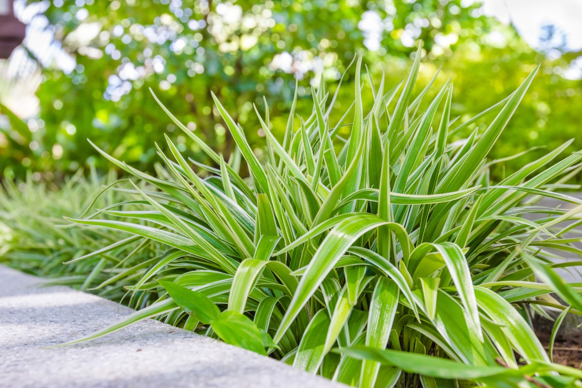 ma planta com folhas longas e finas que se estendem a partir do centro, criando um efeito visual semelhante ao de uma aranha verde. As folhas têm uma coloração vibrante e estão situadas junto a um caminho de pedras, sugerindo um ambiente de jardim ou área ao ar livre.