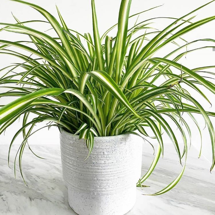 A foto mostra um clorofito, também conhecido como planta-aranha. Suas folhas longas e estreitas variam entre tons de verde-escuro e verde-claro, com bordas amarelas. A planta está em um vaso branco texturizado, posicionado sobre uma superfície de mármore.