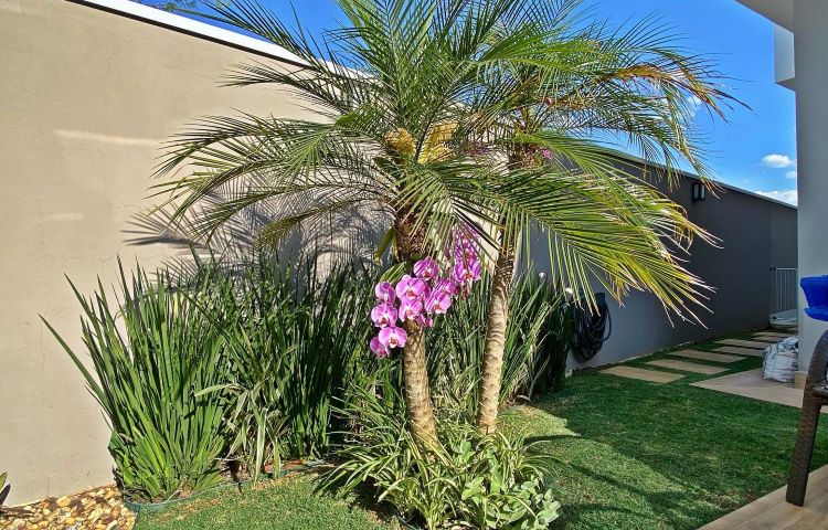 A imagem mostra um jardim ensolarado com uma palmeira ao centro. Folhagens verdes pontiagudas cercam a palmeira, e há uma planta aranha com longas folhas verdes e listras amarelas. Orquídeas roxas vibrantes em primeiro plano adicionam cor ao cenário natural e tranquilo.