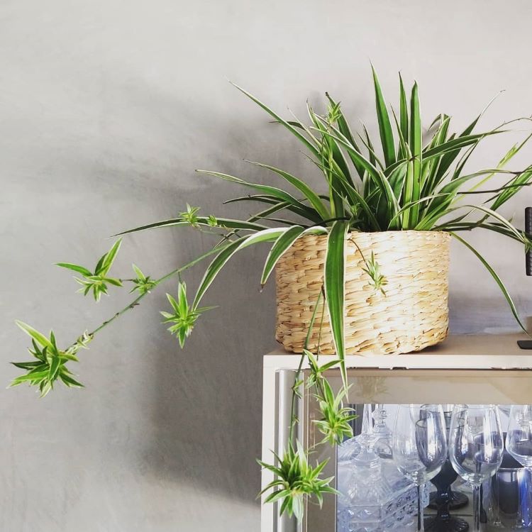 A foto mostra um clorofito, uma planta de interior com folhas verdes e longas, algumas pendendo para baixo. Ela está em um cesto trançado colocado sobre uma superfície branca. Ao fundo, vemos taças de vinho invertidas e uma parede cinza claro.