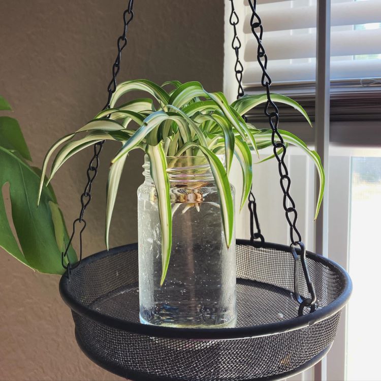 Um clorofito, também conhecido como planta-aranha, cresce em um vaso de vidro transparente com água. Suas folhas longas e finas têm bordas brancas e um centro verde. O vaso está pendurado em uma cesta preta, iluminado pela luz natural de uma janela.