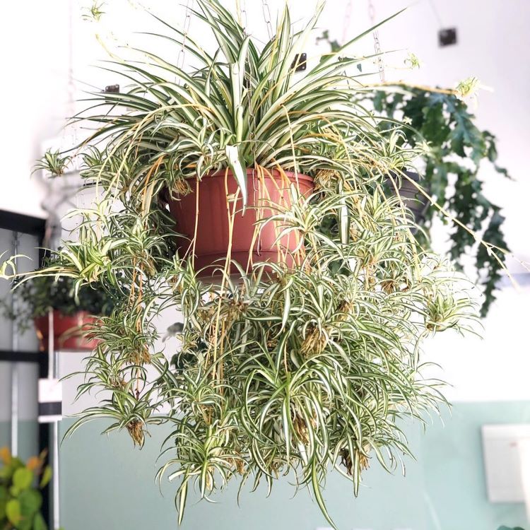  Uma planta aranha com folhas longas e finas, variegadas em verde e branco, pendurada por fios. Sua vegetação exuberante cria um efeito de cascata, ideal para decoração interna. 