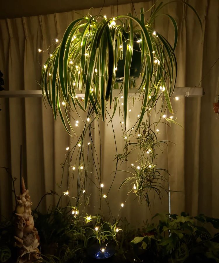 Uma planta aranha, com folhas longas e finas, pendendo graciosamente. Luzes pequenas entrelaçam-se entre as folhas, criando um efeito luminoso encantador. A planta está diante de uma janela com cortinas fechadas, e outras plantas estão ao redor na base.