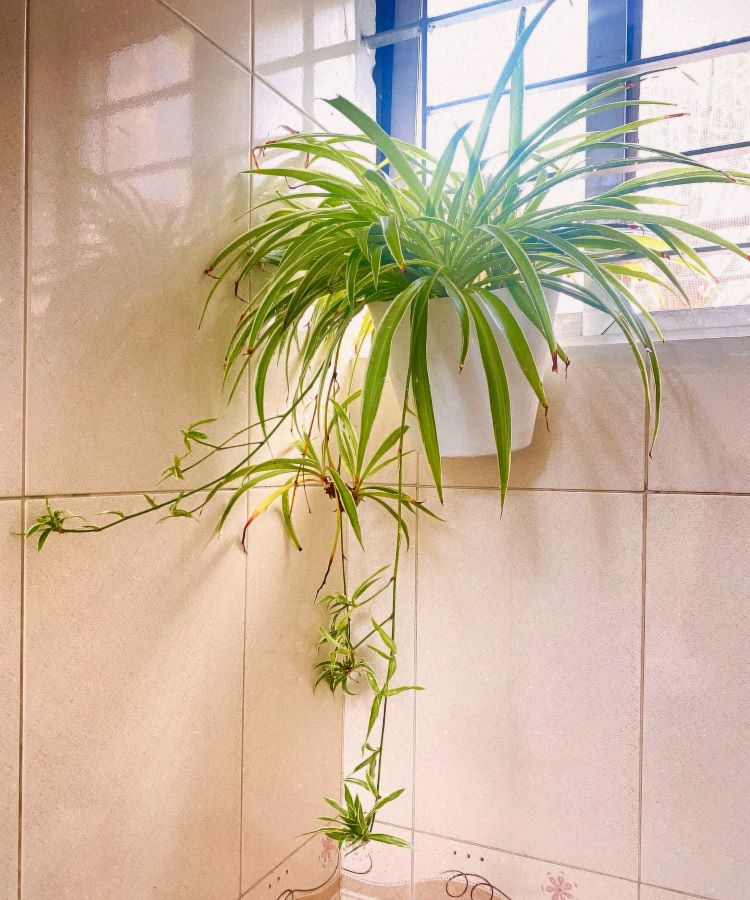 Uma planta aranha com folhas verdes e finas pendendo graciosamente de um vaso branco. Ela está em um ambiente interno bem iluminado, com azulejos brancos ao fundo.