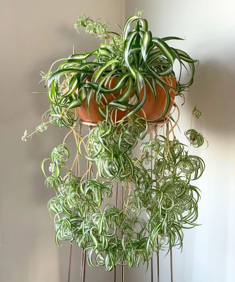 ma planta aranha saudável, com folhas longas e finas, pendendo graciosamente de um vaso de terracota. As bordas das folhas são brancas, e o centro é verde. A planta cria uma cascata de folhagem contra uma parede neutra ao fundo. 