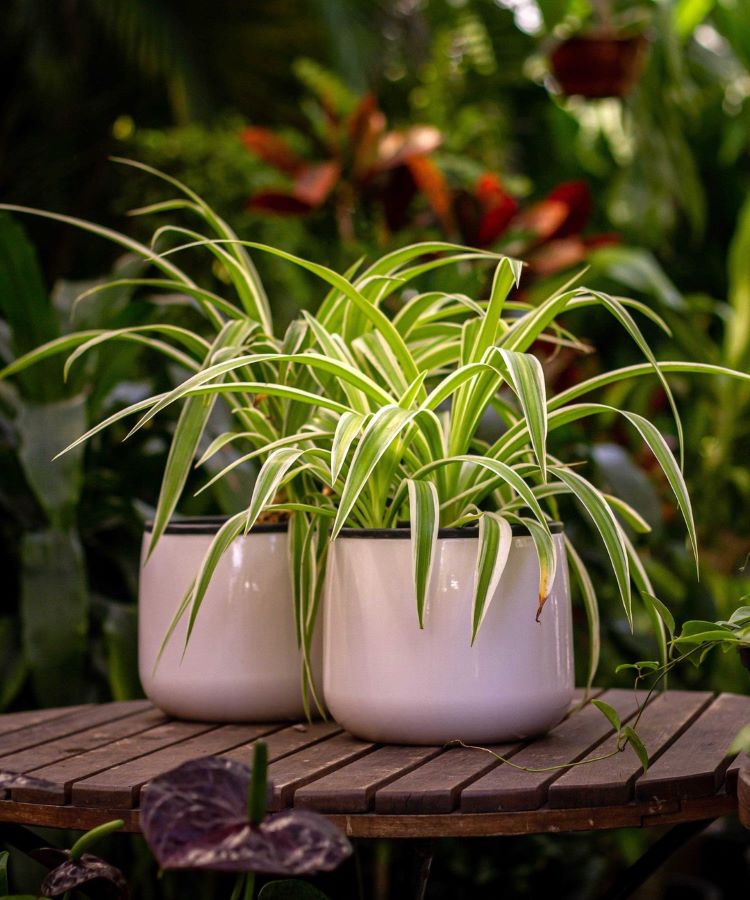 A imagem mostra duas plantas de clorofito, com folhas longas e finas, variegadas em tons de verde e branco. Elas estão em vasos brancos sobre uma mesa de madeira, criando um ambiente natural e tranquilo. 