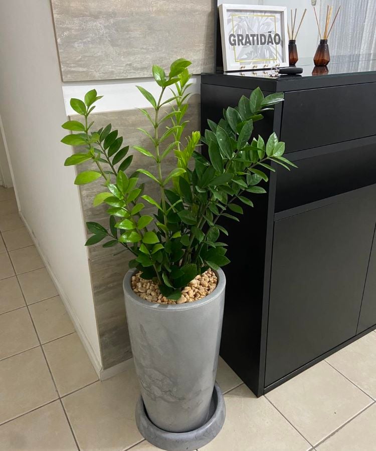 A imagem mostra um ambiente interno com uma planta em vaso colocada no chão. A planta tem folhas verdes escuras e brilhantes e está em um vaso cinza alto e cilíndrico, preenchido com pedrinhas marrons claras. À direita da planta, há um armário ou aparador preto com acabamento liso. Em cima deste armário, há dois itens decorativos: um pequeno quadro com a palavra “GRATIDÃO” e um difusor com varetas. A parede ao fundo é revestida com azulejos claros que imitam texturas de pedra. 