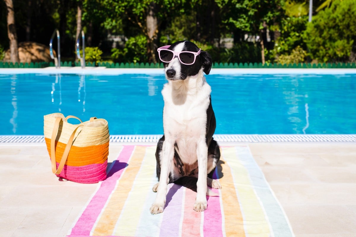 Foto de cachorro branco e preto sentado sobre canga listrada colorida, ao lado de bolsa de praia laranja e com piscina atrás