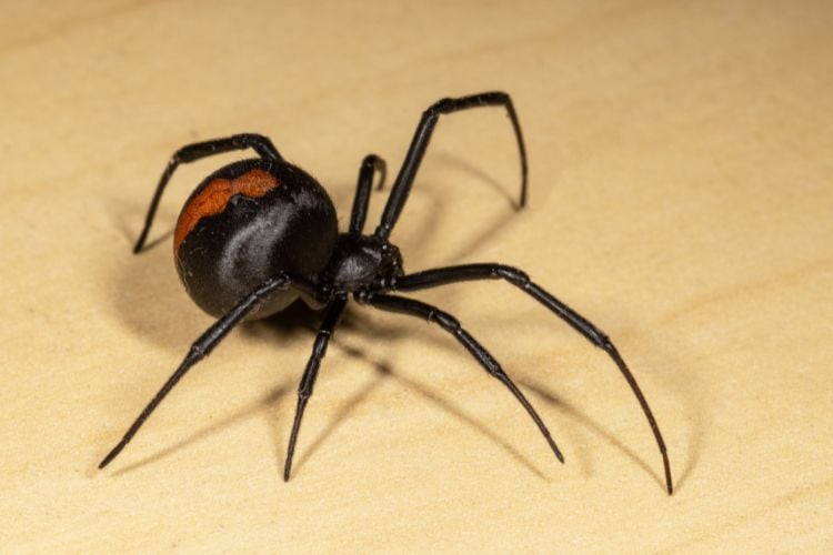 Aranha preta assustadora com vermelho na bunda