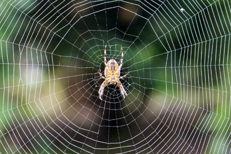 Aranha em sua teia na flroesta