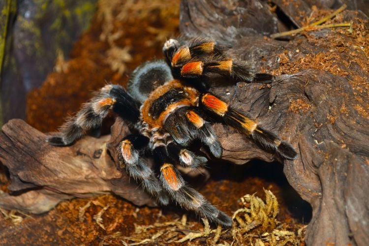 Aranha-caranguejeira em tronco